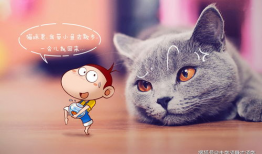 猫的次元吃瓜爆料,揭秘娱乐圈那些不为人知的秘密